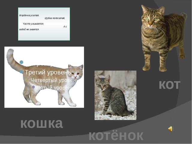 Домашние животные. Презентация для детей дошкольного возраста