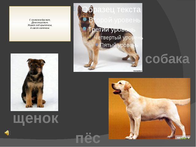Домашние животные. Презентация для детей дошкольного возраста