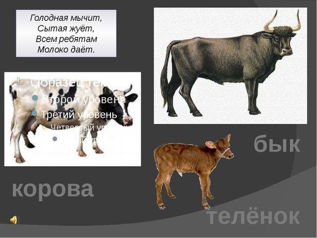 Домашние животные. Презентация для детей дошкольного возраста