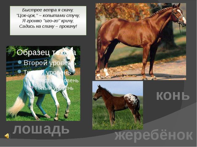 Домашние животные. Презентация для детей дошкольного возраста