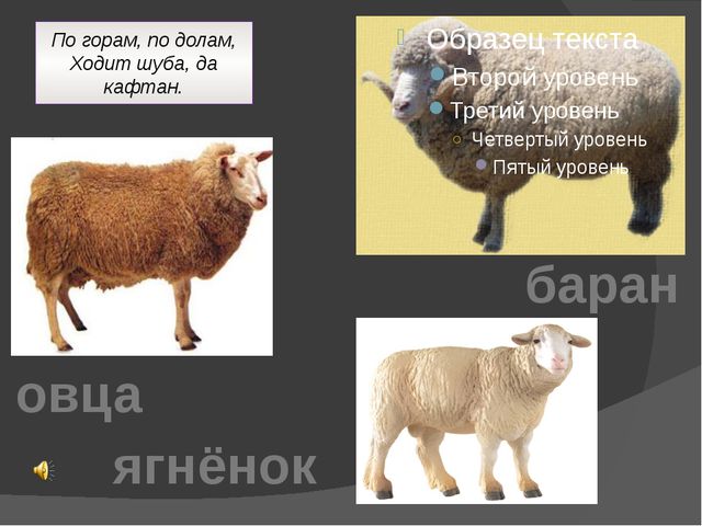 Домашние животные. Презентация для детей дошкольного возраста