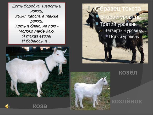 Домашние животные. Презентация для детей дошкольного возраста