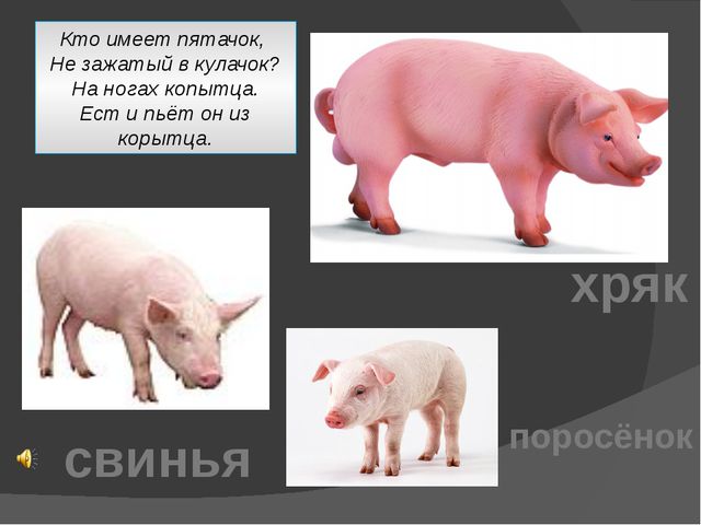 Домашние животные. Презентация для детей дошкольного возраста