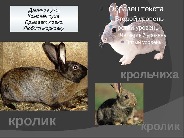 Домашние животные. Презентация для детей дошкольного возраста
