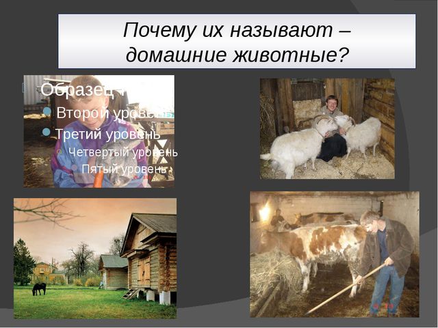 Домашние животные. Презентация для детей дошкольного возраста