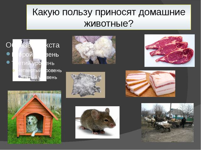 Домашние животные. Презентация для детей дошкольного возраста