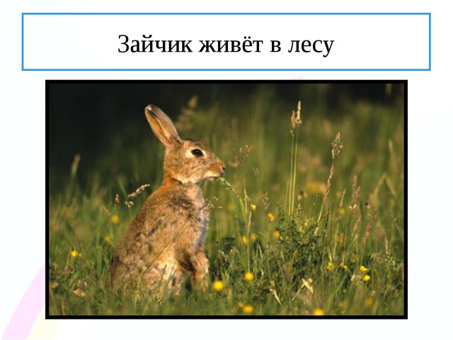 Зайчик. Презентация по ознакомлению с окружающим миром