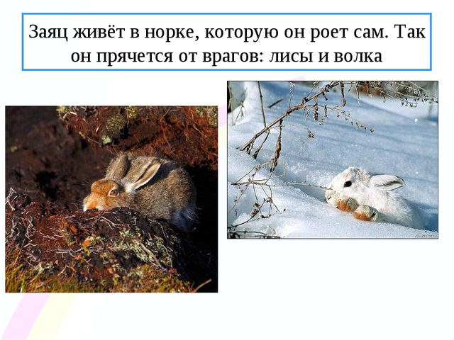 Зайчик. Презентация по ознакомлению с окружающим миром