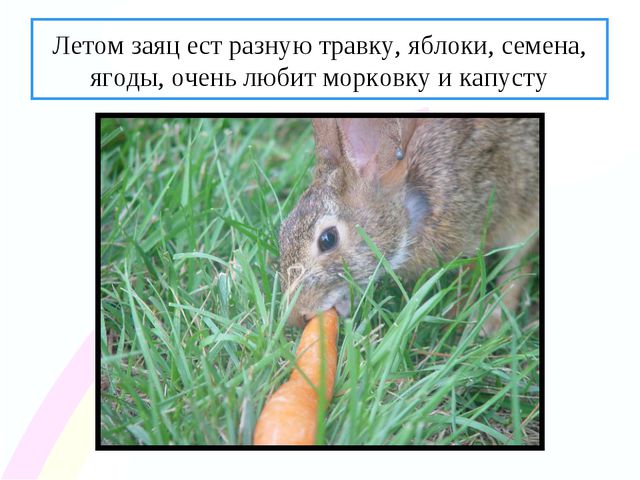 Зайчик. Презентация по ознакомлению с окружающим миром