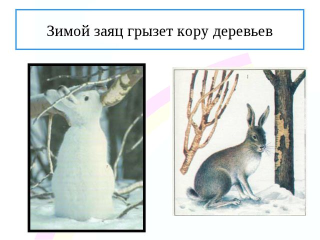 Зайчик. Презентация по ознакомлению с окружающим миром