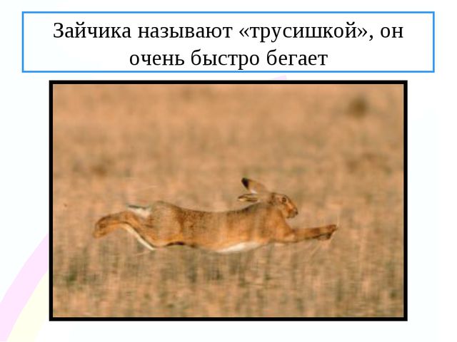 Зайчик. Презентация по ознакомлению с окружающим миром