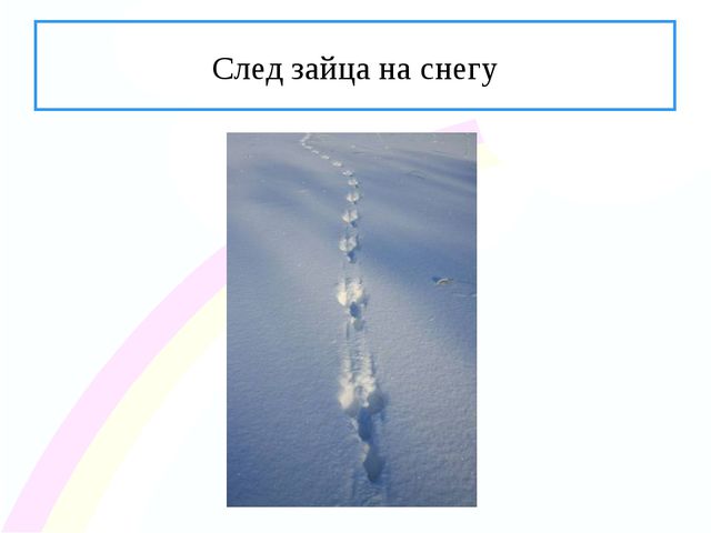 Зайчик. Презентация по ознакомлению с окружающим миром