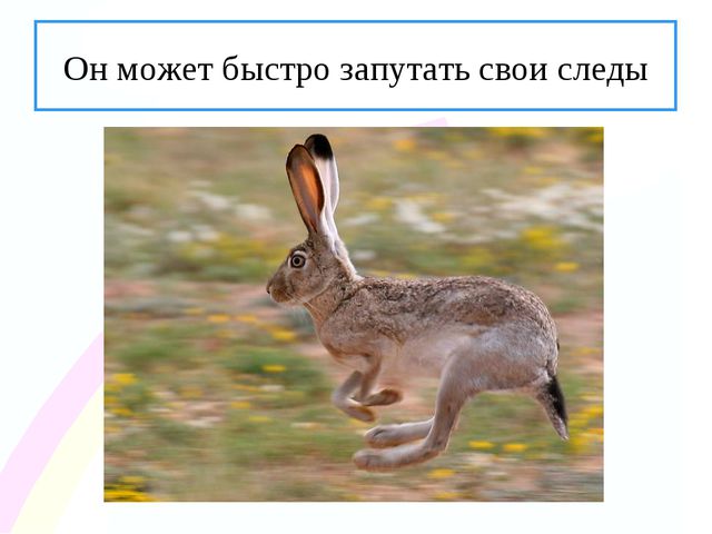 Зайчик. Презентация по ознакомлению с окружающим миром