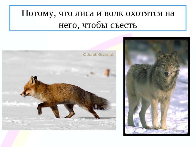 Зайчик. Презентация по ознакомлению с окружающим миром