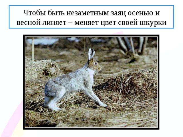 Зайчик. Презентация по ознакомлению с окружающим миром
