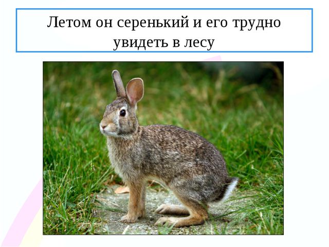 Зайчик. Презентация по ознакомлению с окружающим миром