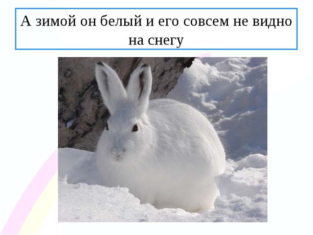 Зайчик. Презентация по ознакомлению с окружающим миром