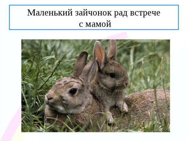 Зайчик. Презентация по ознакомлению с окружающим миром