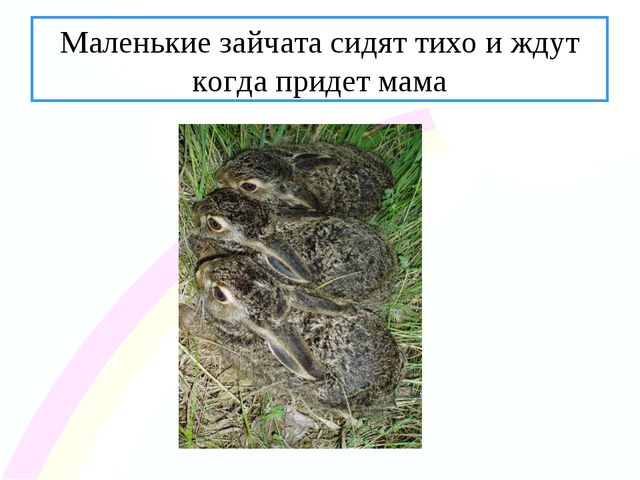 Зайчик. Презентация по ознакомлению с окружающим миром