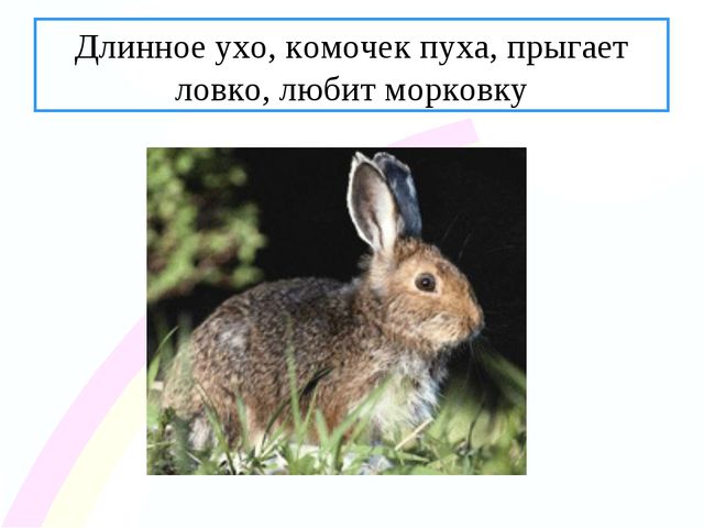 Зайчик. Презентация по ознакомлению с окружающим миром