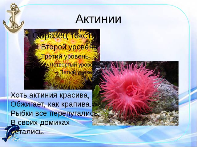 Морские обитатели. Презентация по окружающему