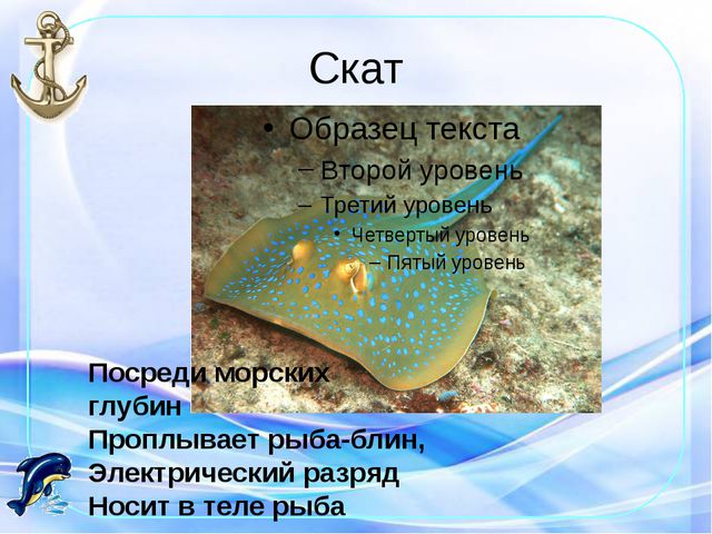 Морские обитатели. Презентация по окружающему