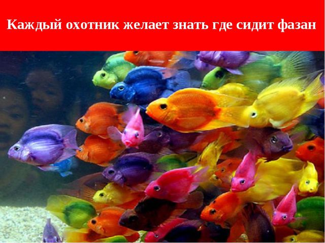 Презентация по обучению детей цвету