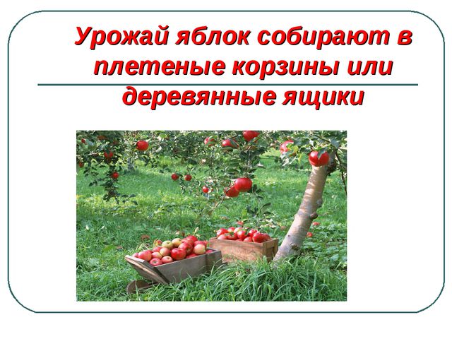 Сбор урожая и фруктов. Презентация для дошкольников