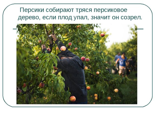 Сбор урожая и фруктов. Презентация для дошкольников