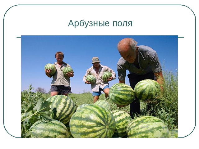 Сбор урожая и фруктов. Презентация для дошкольников