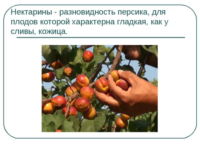 Сбор урожая и фруктов. Презентация для дошкольников