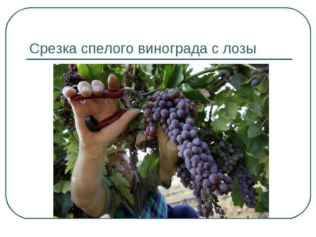 Сбор урожая и фруктов. Презентация для дошкольников