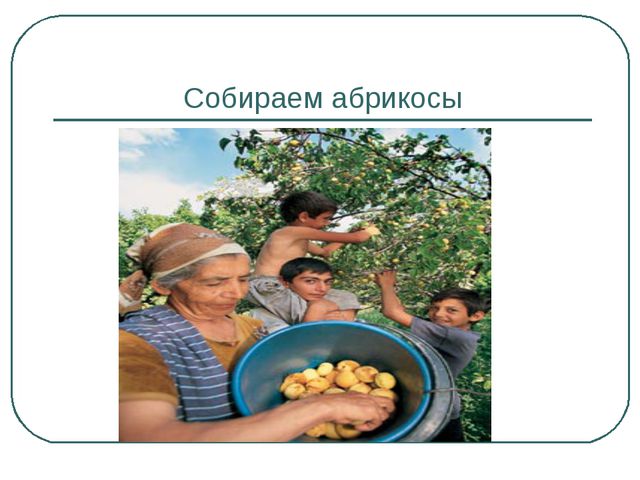 Сбор урожая и фруктов. Презентация для дошкольников