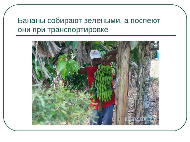 Сбор урожая и фруктов. Презентация для дошкольников