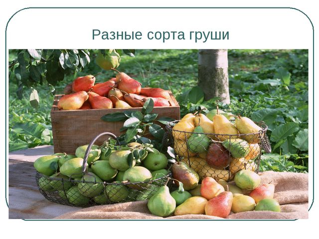 Сбор урожая и фруктов. Презентация для дошкольников