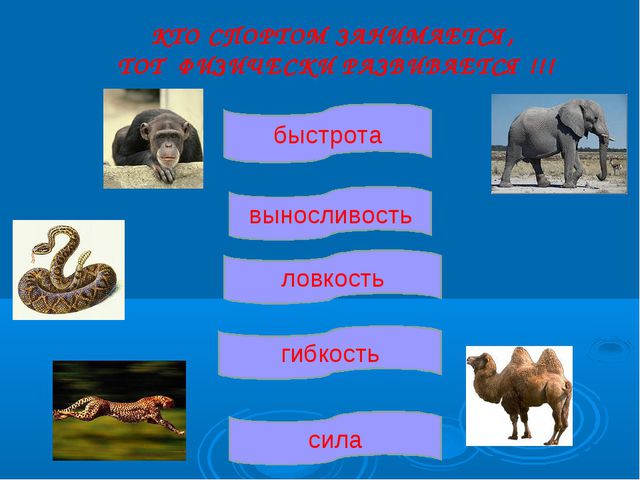 Презентация физкультурного праздника. Мама, папа и я - здоровая семья