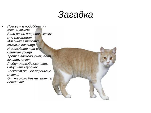 Домашние животные. Презентация по экологии