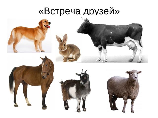 Домашние животные. Презентация по экологии