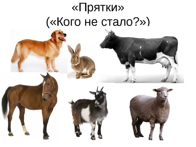 Домашние животные. Презентация по экологии