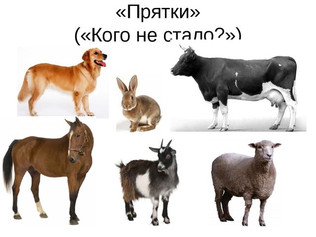 Домашние животные. Презентация по экологии