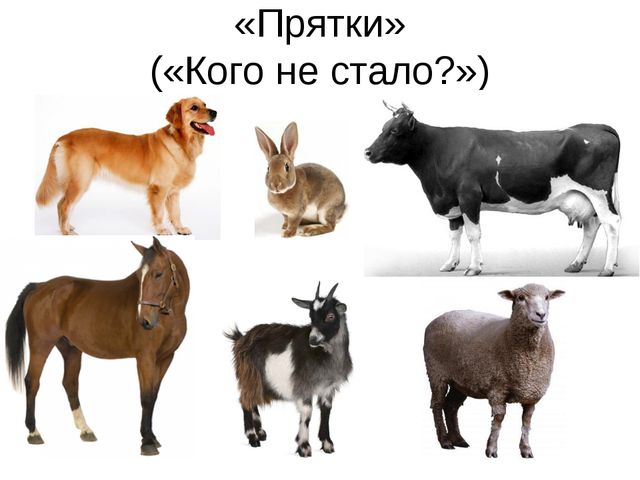 Домашние животные. Презентация по экологии