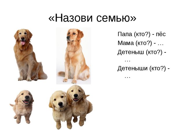 Мама собака а папа. Собака мама папа. Домашние животные для детей собака. Назови семью пес. Назвать собаку мальчика.