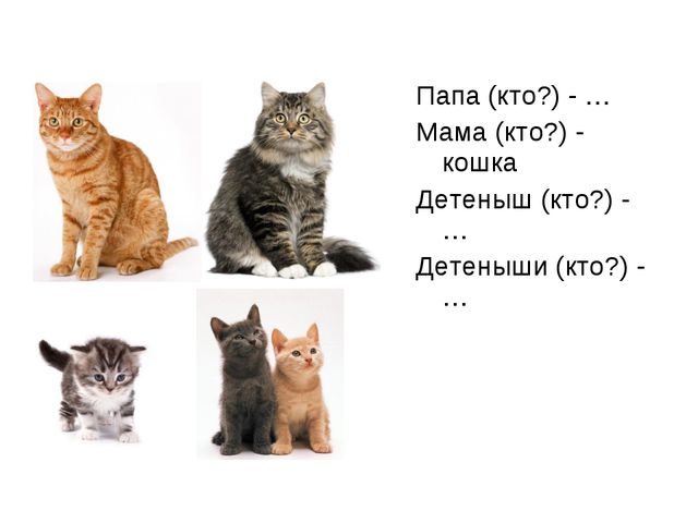 Домашние животные. Презентация по экологии