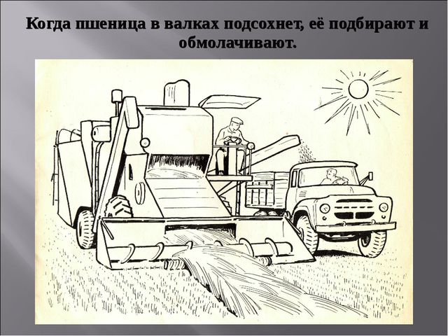 Откуда хлеб на стол пришёл. Презентация для НОД по познавательному развитию