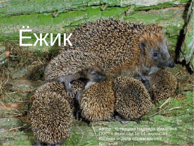 Ёжик. Презентация для дошкольников