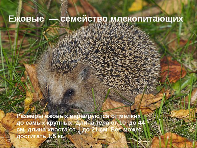 Ёжик. Презентация для дошкольников