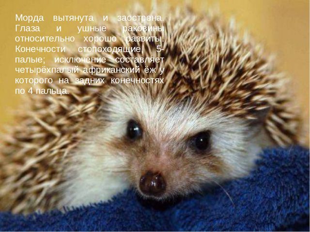 Ёжик. Презентация для дошкольников