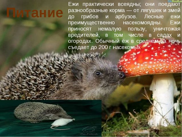 Ёжик. Презентация для дошкольников