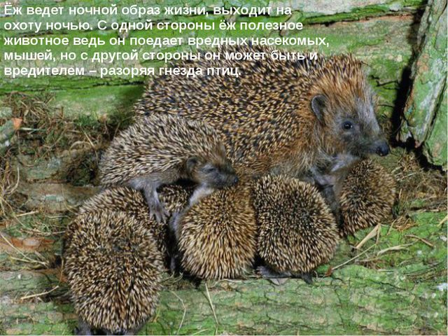 Ёжик. Презентация для дошкольников