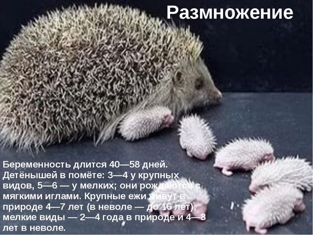 Ёжик. Презентация для дошкольников